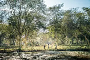 Walking safaris bring you closer to nature.