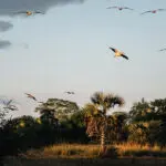 Gorongosa National Park is a birder's paradise. 