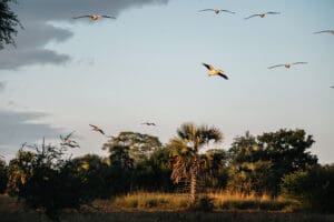 Gorongosa National Park is a birder's paradise. 