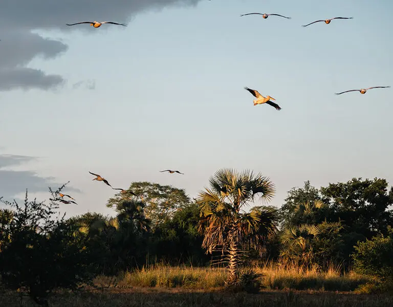 Gorongosa National Park is a birder's paradise. 