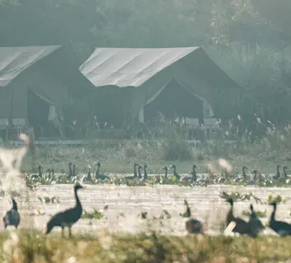 The seasonal pan attracts a wealth of species - particularly in the wet season.