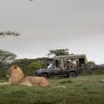 A menudo se ven grandes felinos holgazaneando en las praderas.