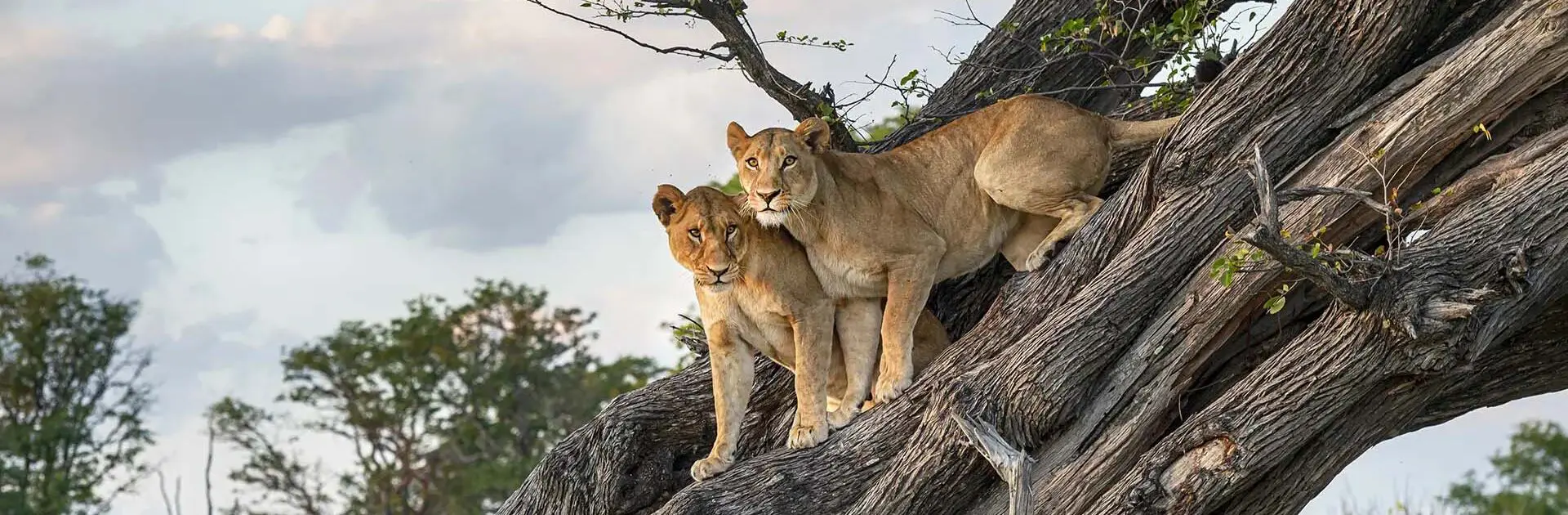 Dos leones apoyados en un tronco inclinado en el delta del Okavango en Botsuana | Go2Africa