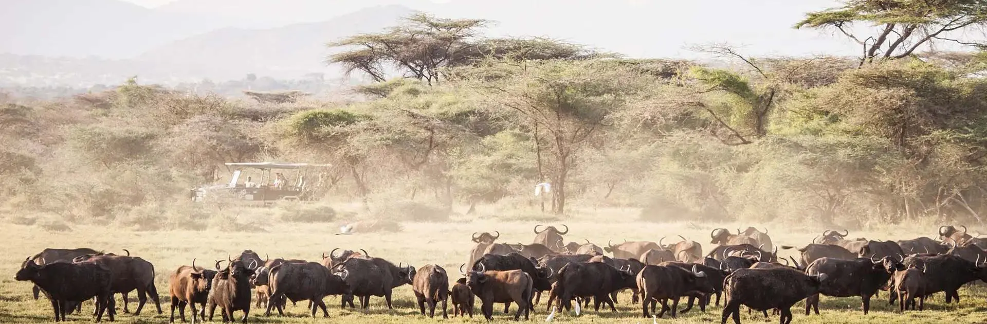 Avistamiento de animales salvajes en un safari desde el Joys Camp de Kenia | Go2Africa