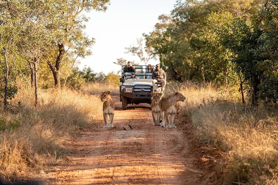 kapama-wildlife-big-five-safari_1