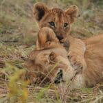 Big 5 game viewing. 