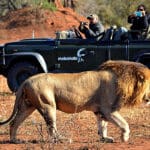 Excelente avistamiento de animales.