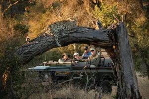 Los avistamientos de leopardos no son infrecuentes. 