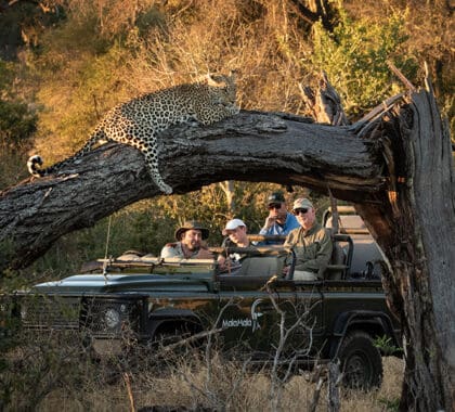 Los avistamientos de leopardos no son infrecuentes. 