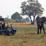 Los safaris en coche le acercan al avistamiento de los emblemáticos Cinco Grandes.