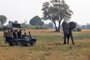 Los safaris en coche le acercan al avistamiento de los emblemáticos Cinco Grandes.