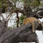Al ser una reserva rica en vida salvaje, ofrece la oportunidad de avistar leopardos y otros animales dignos de figurar en la lista.