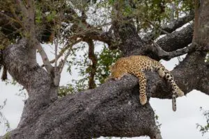 Al ser una reserva rica en vida salvaje, ofrece la oportunidad de avistar leopardos y otros animales dignos de figurar en la lista.