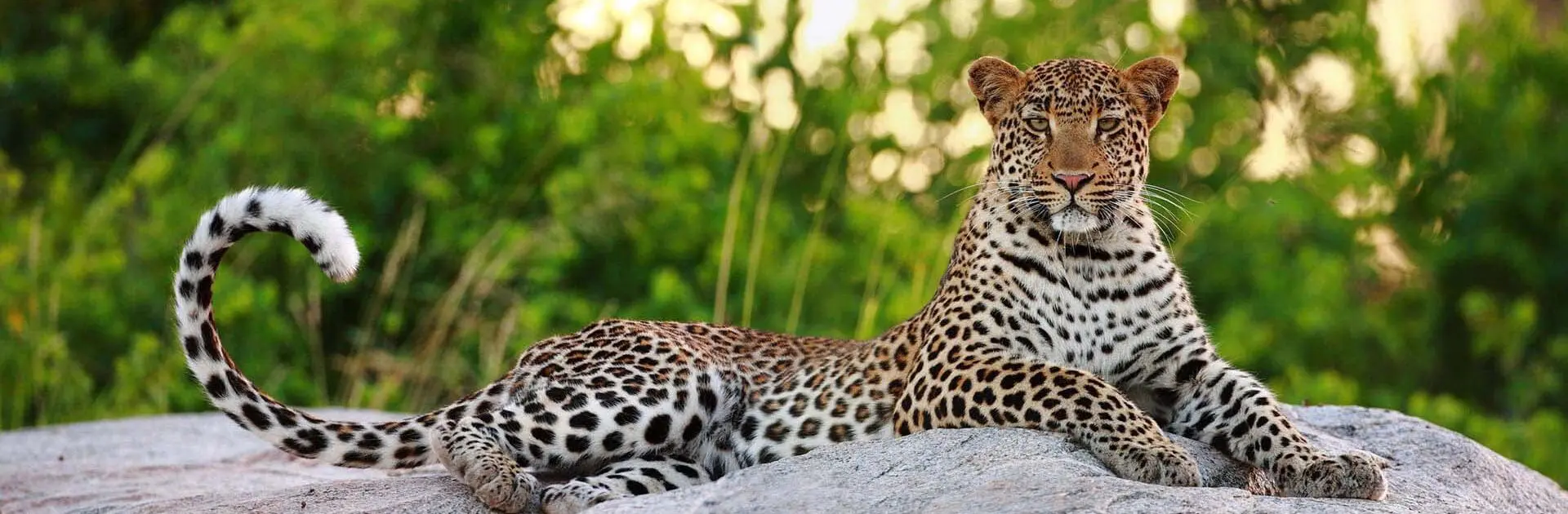 Un leopardo tumbado en una roca mirando a la cámara rodeado de vegetación durante un safari en la Reserva Privada de Motswari | Go2Africa