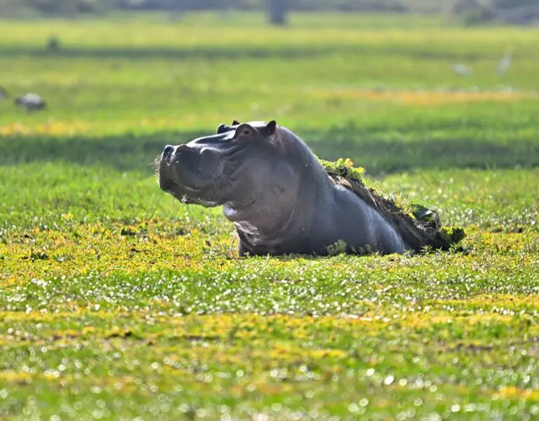 Hippos are often seen lazily wading along the river.