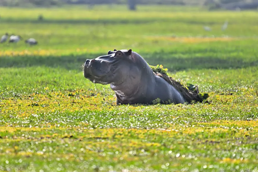 Les hippopotames sont souvent aperçus en train de patauger paresseusement le long de la rivière.