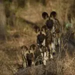 Los safaris le acercarán al avistamiento de perros salvajes.