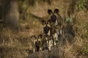 Los safaris le acercarán al avistamiento de perros salvajes.