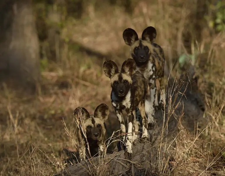 Game drives will bring you closer to wild dog sightings.