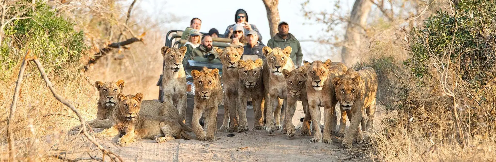 Un gran grupo de leones camina hacia la cámara en una pista de arena con un vehículo de caza detrás | Go2Africa
