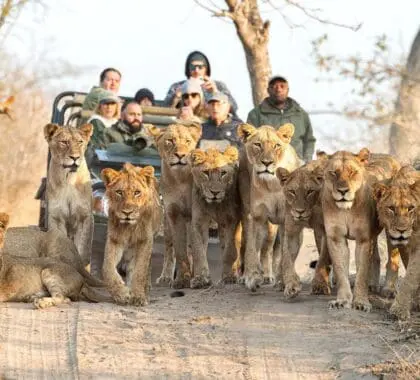 Un gran grupo de leones camina hacia la cámara en una pista de arena con un vehículo de caza detrás | Go2Africa