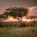 Elephants at sunset. 