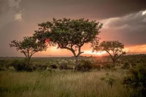 Elephants at sunset. 