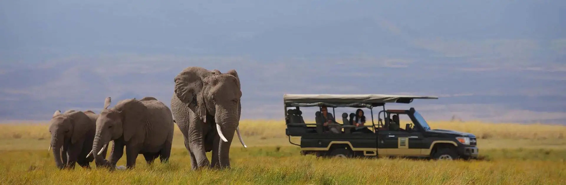 A sighting of three elephants on a game drive from Tortilis Camp | Go2Africa