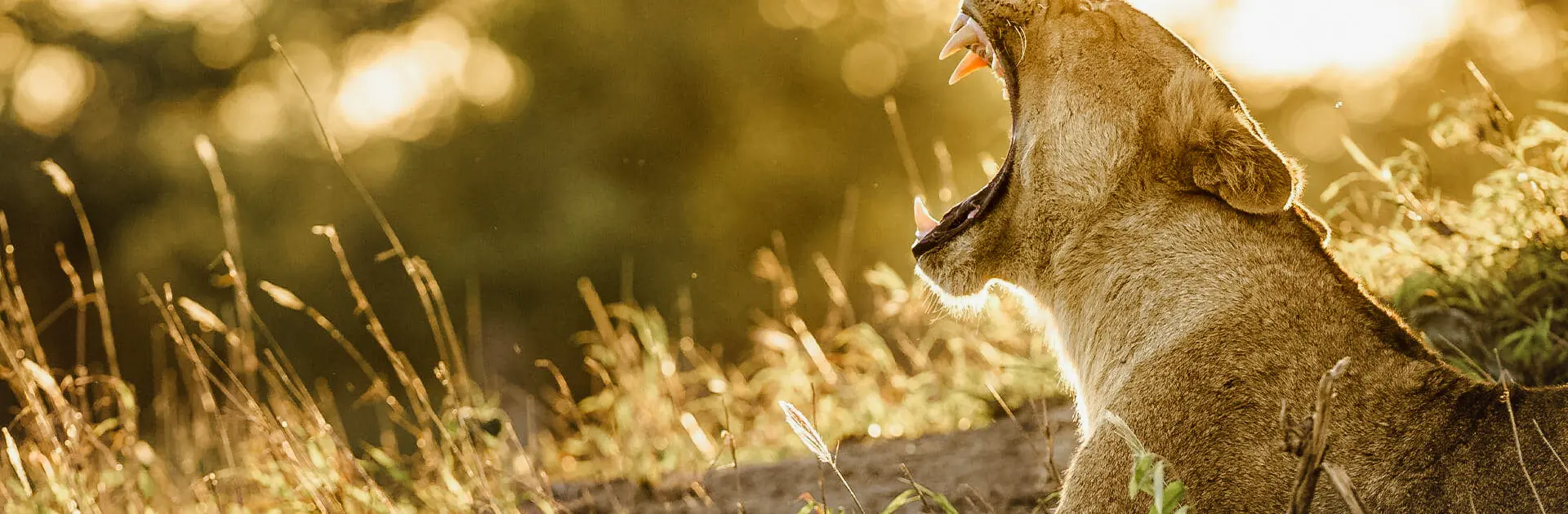 Un león sentado con la boca abierta ruge entre la hierba con un brillo dorado | Go2Africa