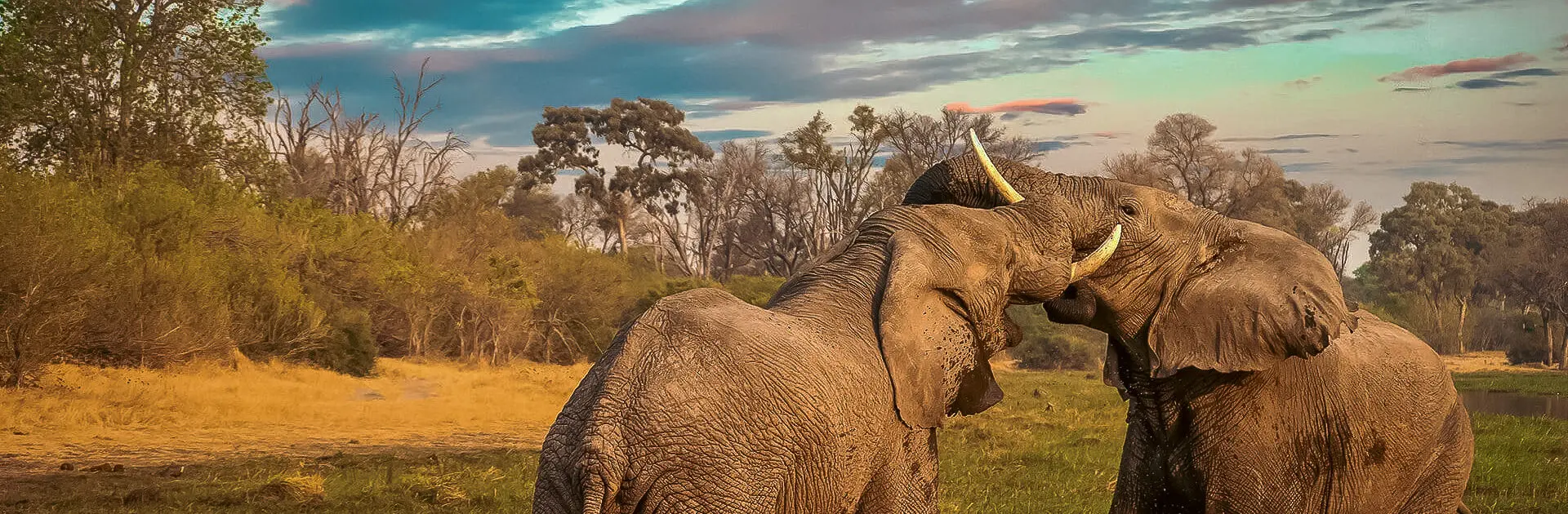 Dos elefantes enredan sus colmillos en Botsuana | Go2Africa