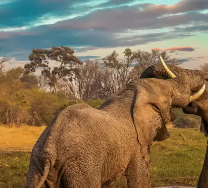 Elefantes en Botsuana | Go2Africa