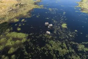 Maravíllese con los avistamientos de fauna que navegan por las vías fluviales del Delta. 