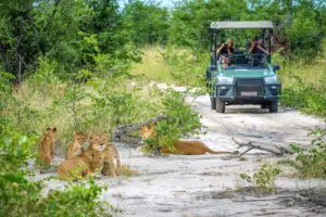 Durante los safaris, tendrá la oportunidad de avistar una gran variedad de animales salvajes, incluidos los emblemáticos Cinco Grandes.