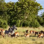 A menudo se ven animales salvajes pastando tranquilamente por las llanuras.