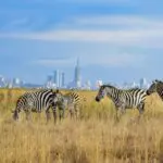 Visit the iconic safari park in the city — Nairobi National Park — just an hour’s drive from the guesthouse.