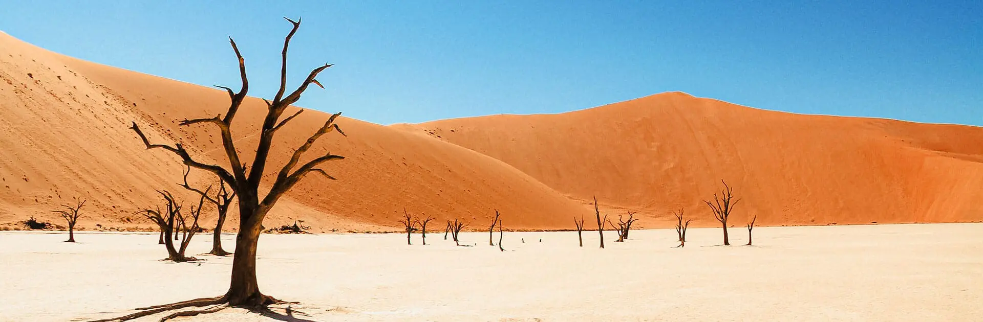 Un árbol petrificado en el desierto de Namibia con grandes dunas de arena "roja" al fondo | Go2Africa
