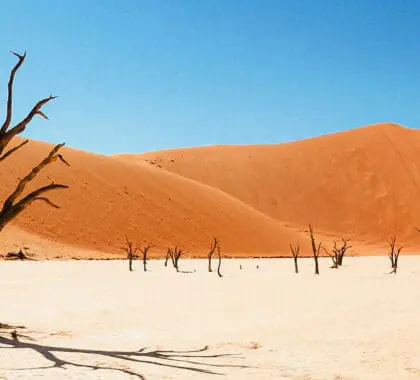 Un árbol petrificado en el desierto de Namibia con grandes dunas de arena "roja" al fondo | Go2Africa