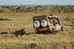 porini-lion-camp-6