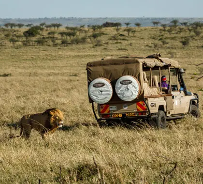 Spot lions on game drives. 