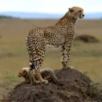 La región es un punto caliente de grandes felinos con la oportunidad de avistar leopardos.