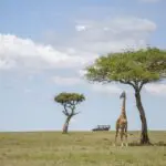 Disfrute de safaris por las interminables llanuras de la sabana.