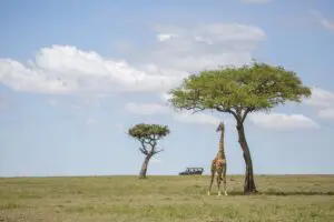 Disfrute de safaris por las interminables llanuras de la sabana.