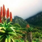Hike through Cape Town's botanical gardens. 