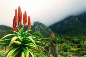 Hike through Cape Town's botanical gardens. 