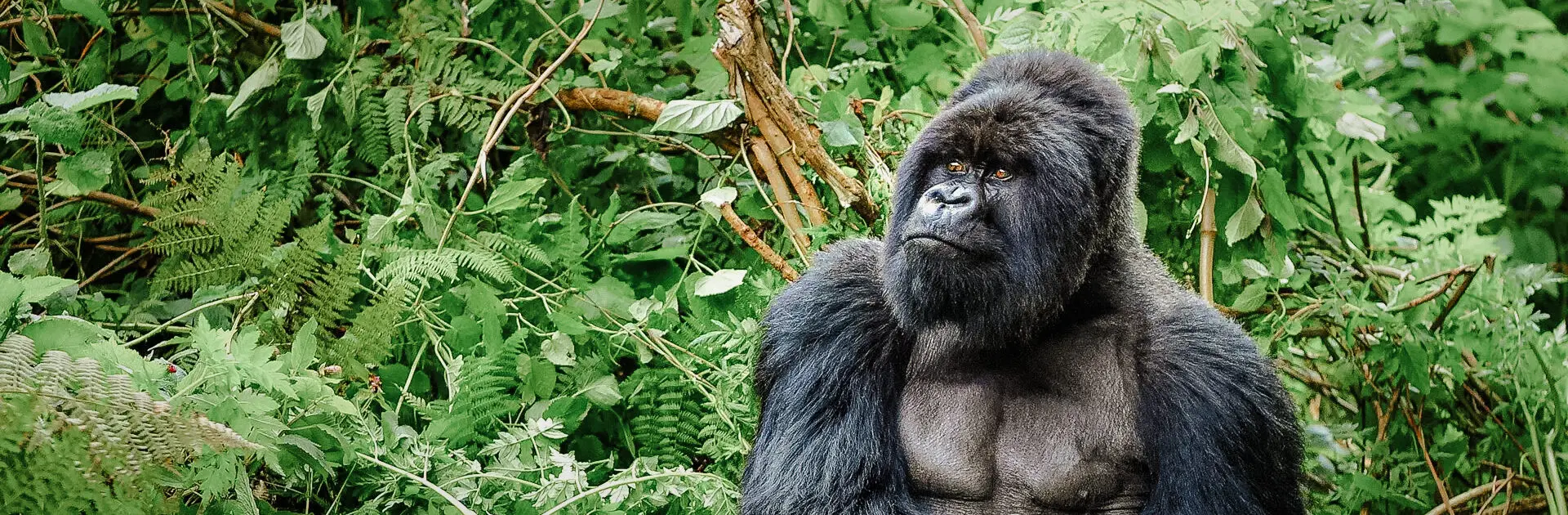 Un gorila de montaña de espalda plateada en un bosque tropical de Ruanda | Go2Africa