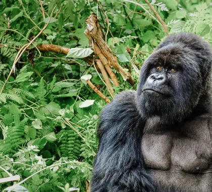 Un gorila de montaña de espalda plateada en un bosque tropical de Ruanda | Go2Africa