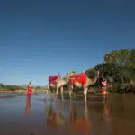 Experimente un safari único a lomos de un camello.