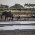 A menudo se ven elefantes cerca de preciosas fuentes de agua.