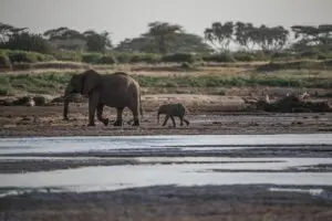 A menudo se ven elefantes cerca de preciosas fuentes de agua. 