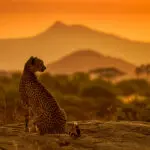 Capture breathtaking photos of wildlife at dusk.